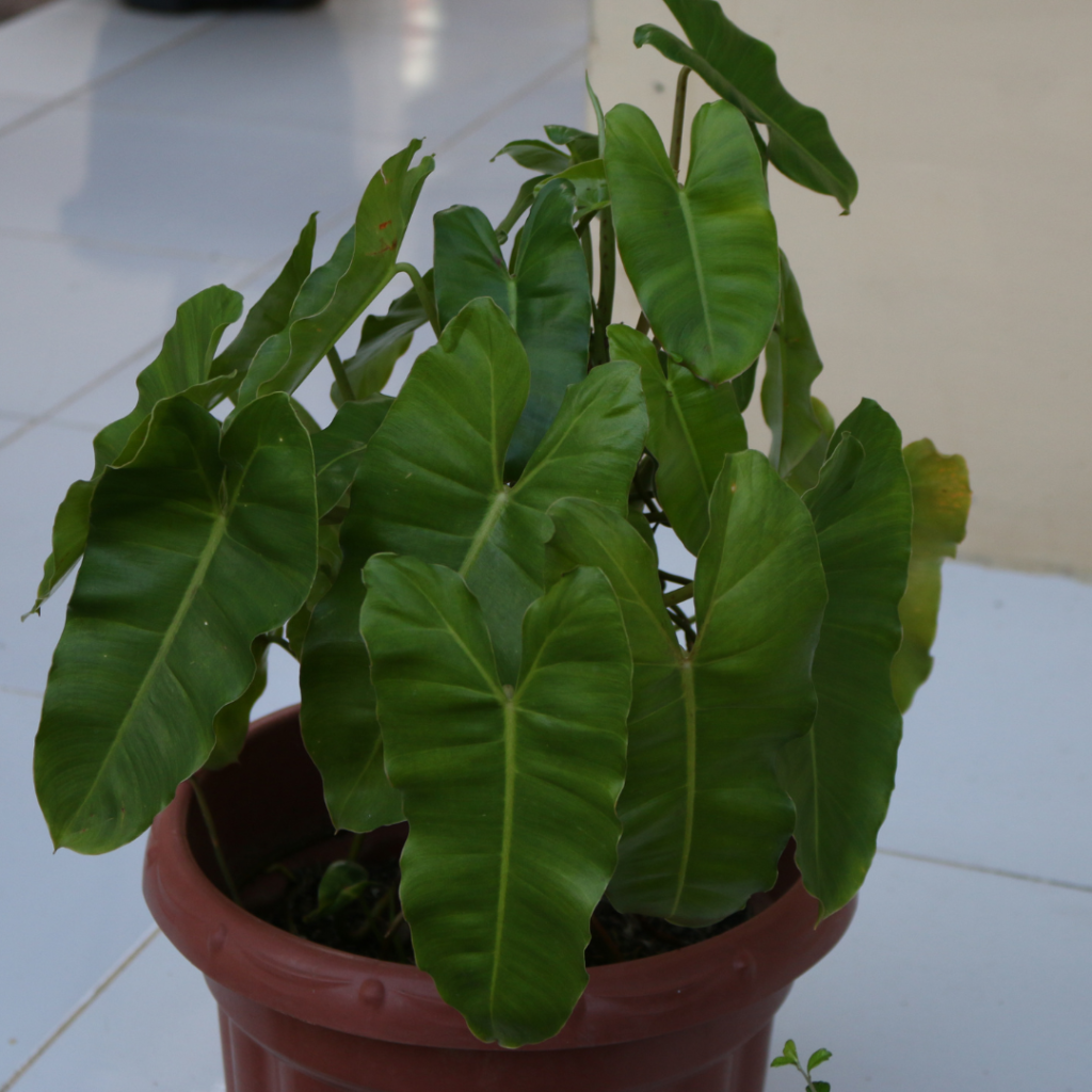 Philodendron Erubescens