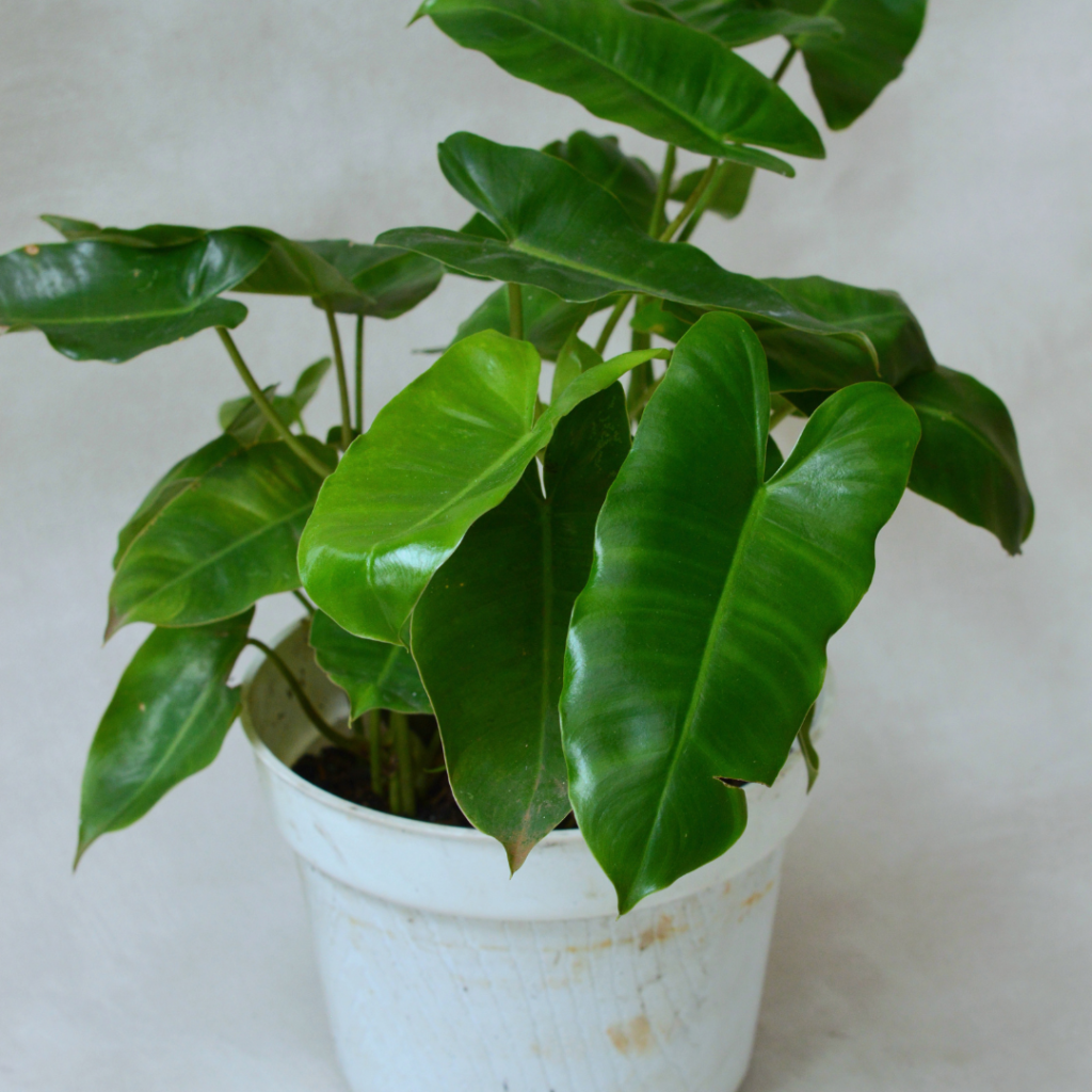 Philodendron Erubescens