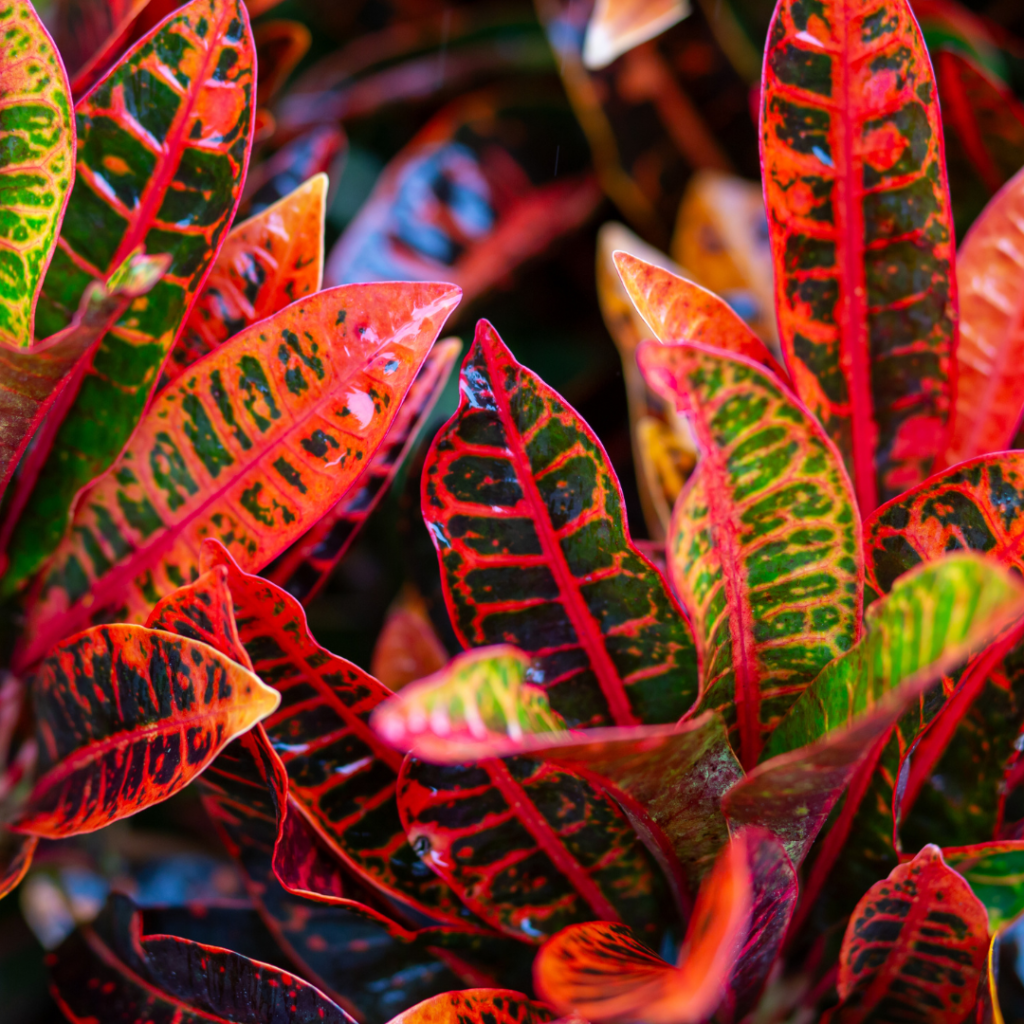 croton mammy plant