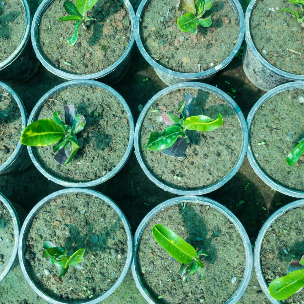 croton mammy plant propagation