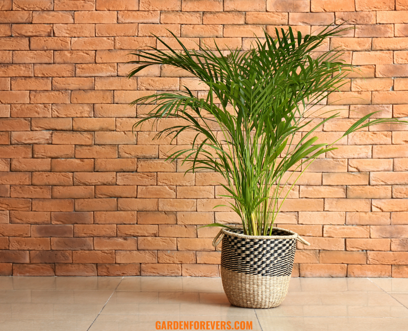 best oxygen plants areca palm