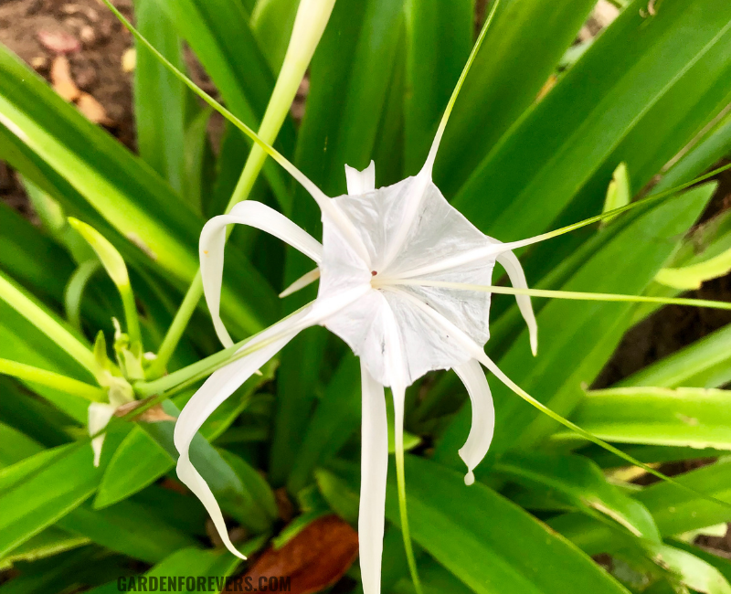 spider lily