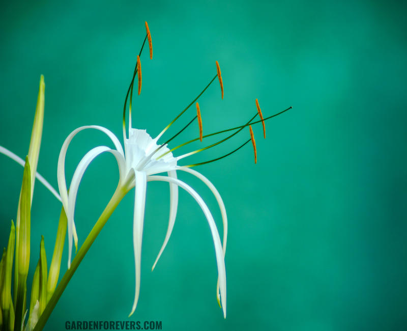 spider lily