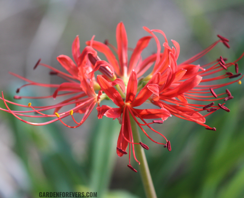 spider lily