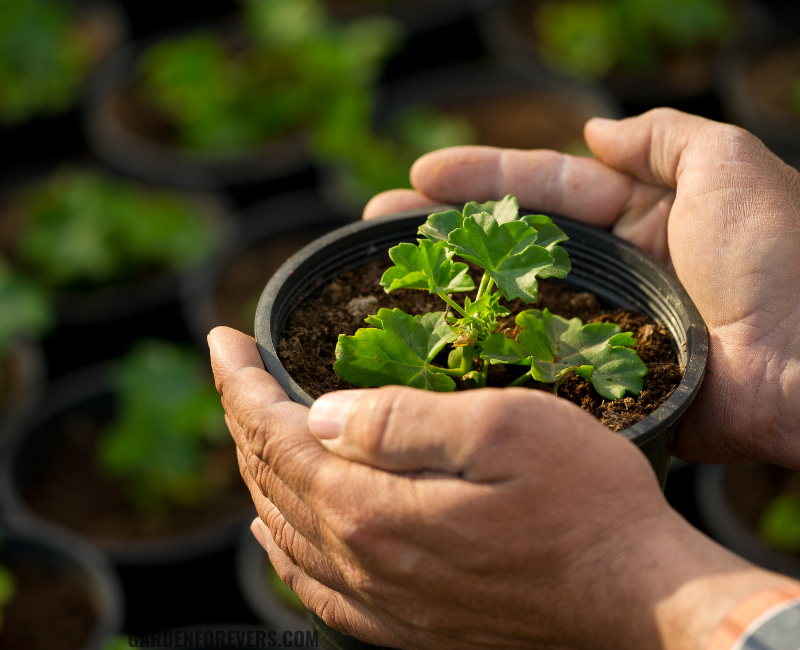 best oxygen plants