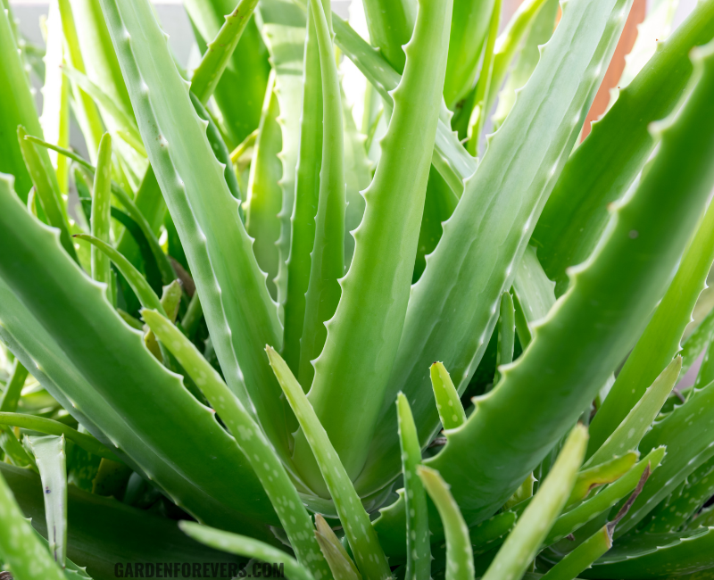 how to repot an aloe vera plant