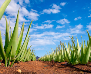 how to repot an aloe vera plant