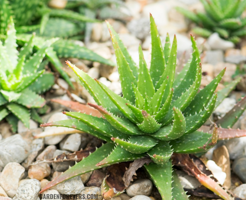 how to repot an aloe vera plant