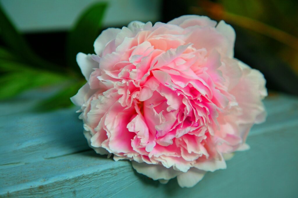 Peony Flower