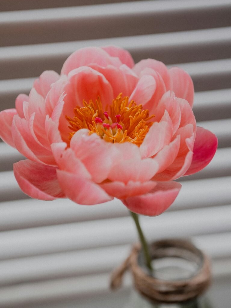 Peony Flower