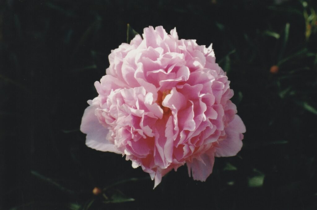 Peony Flower