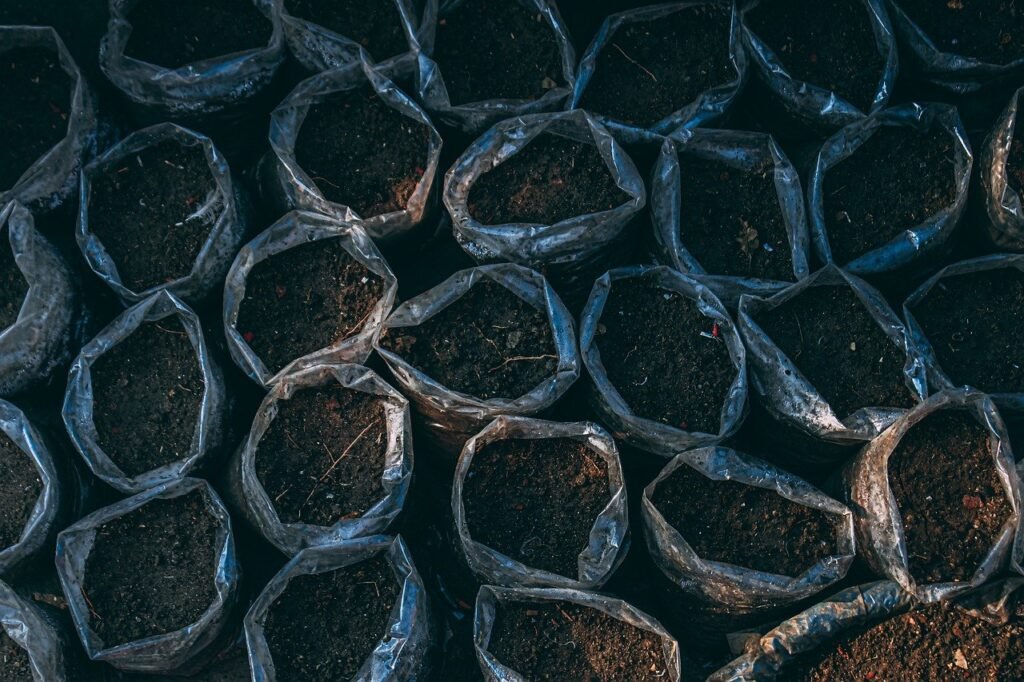 soil and potting mix croton mammy plant