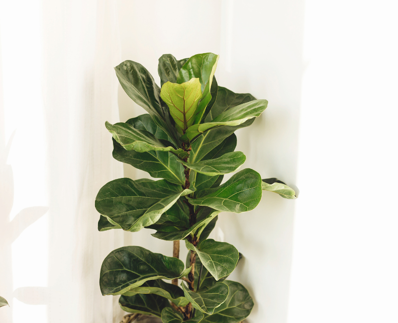 fiddle leaf fig brown spots