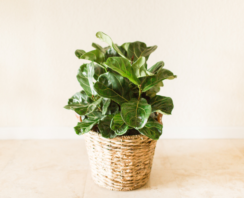 fiddle leaf fig brown spots