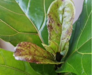 fiddle leaf fig brown spots