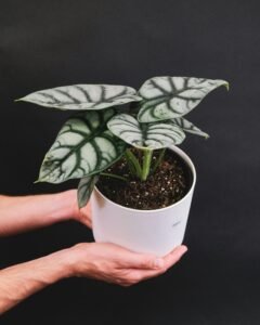 alocasia wentii