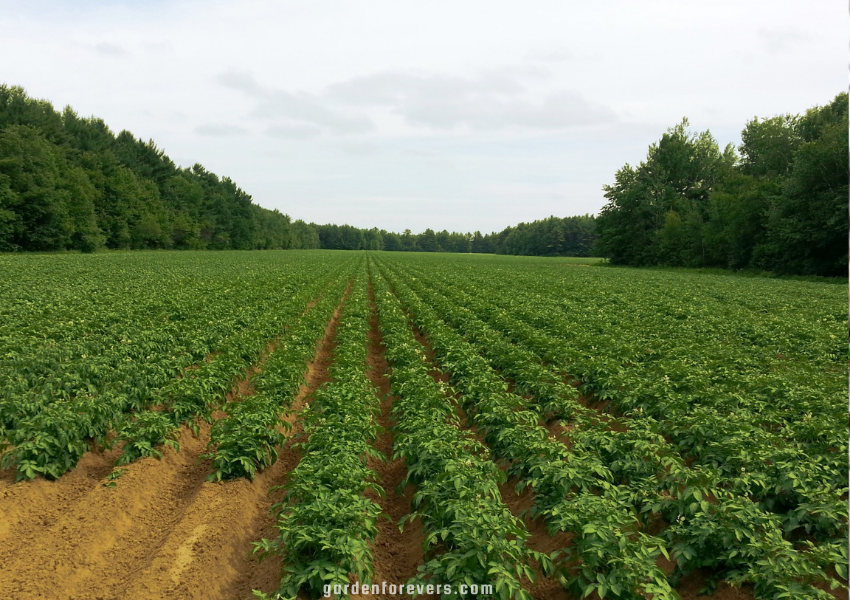 How Do Potatoes Contribute to the Economy of Georgia