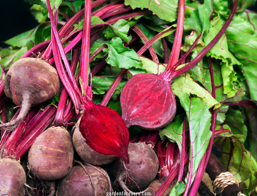 Winter Vegetables Beets