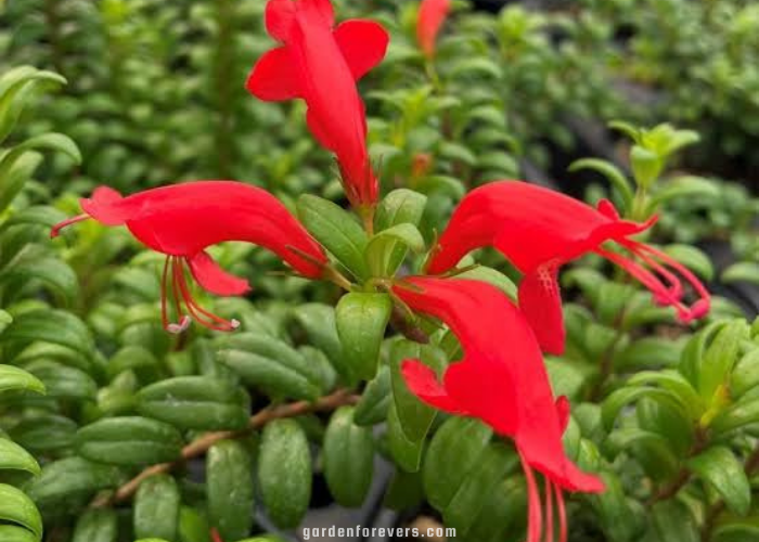 Lipstick Plant