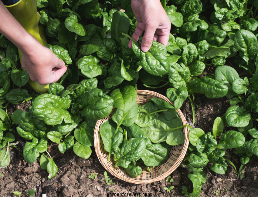 winter vegetables Spinach