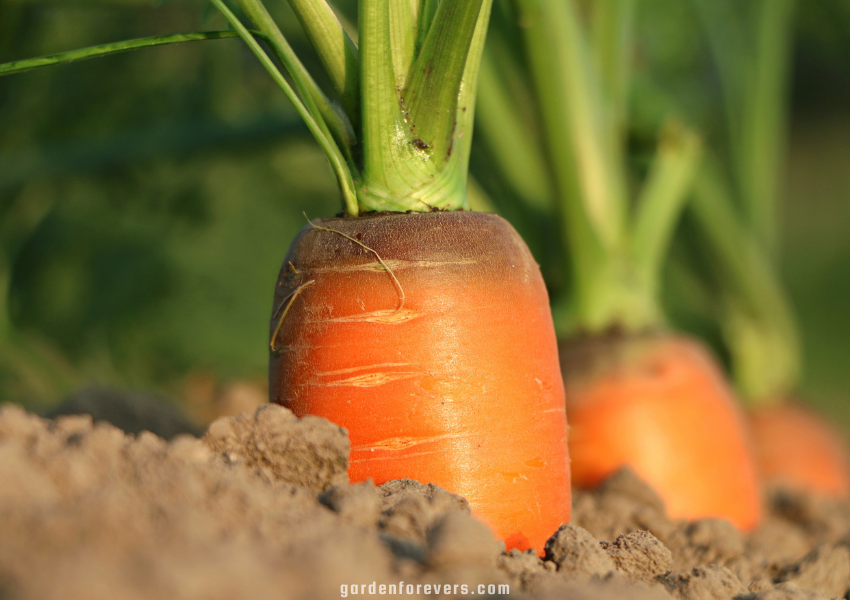 what do carrot sprouts look like