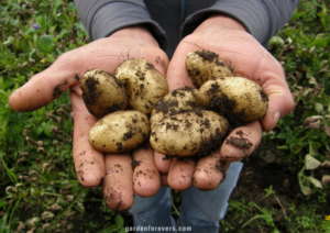 How Do Potatoes Contribute to the Economy of Georgia