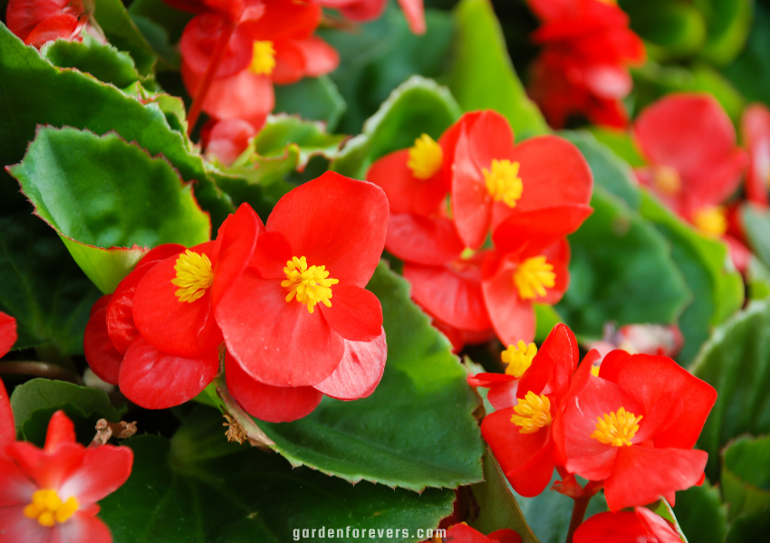 flowers that start with b. Begonia