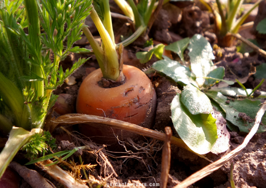 what do carrot sprouts look like