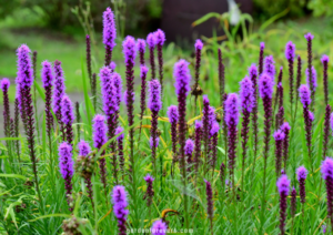 flowers that start with b. Blazing Star