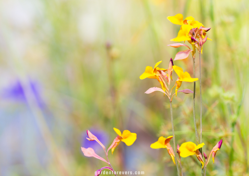 Utricularia