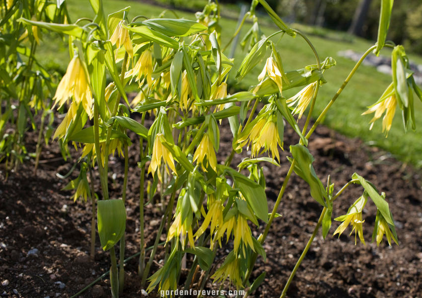 Uvularia