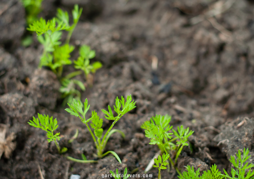 How Long Do Carrots Take to Sprout