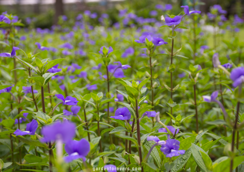 Scrophulariaceae