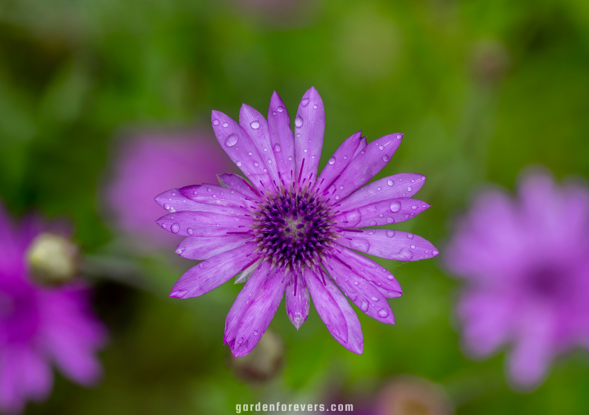 flowers that start with x. Xeranthemum