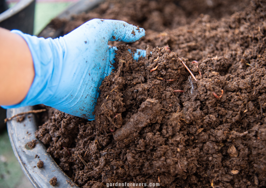 Best homemade fertilizer for indoor plants