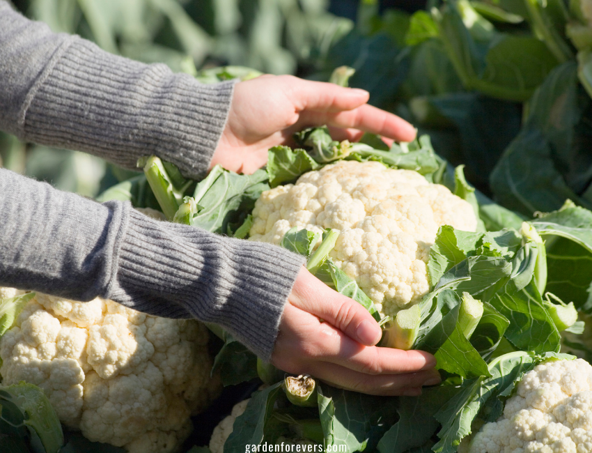 Cauliflower