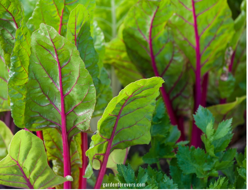 Swiss Chard