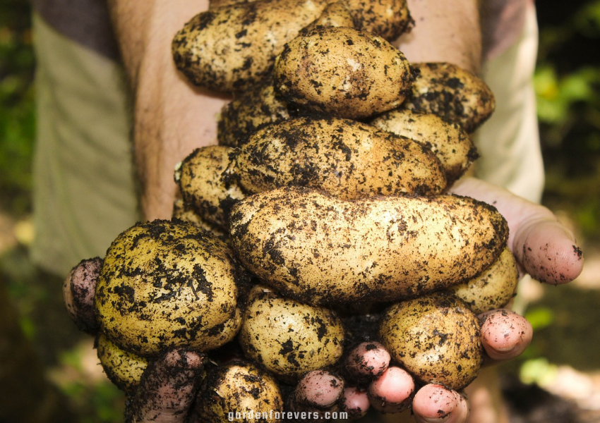 How Do Potatoes Contribute to the Economy of Georgia