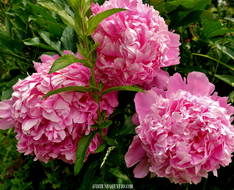 Peony