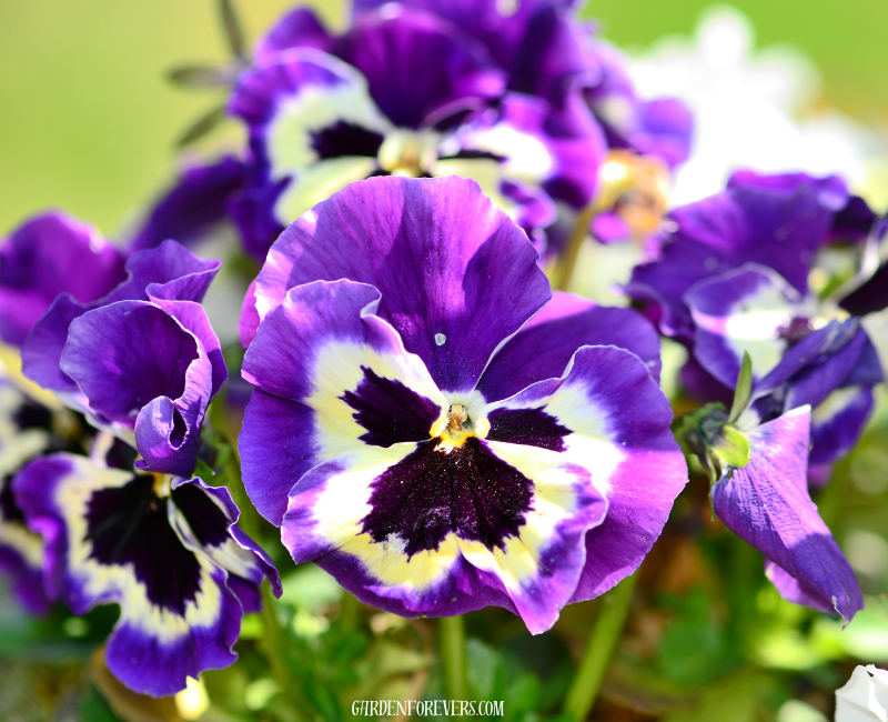 Pansy