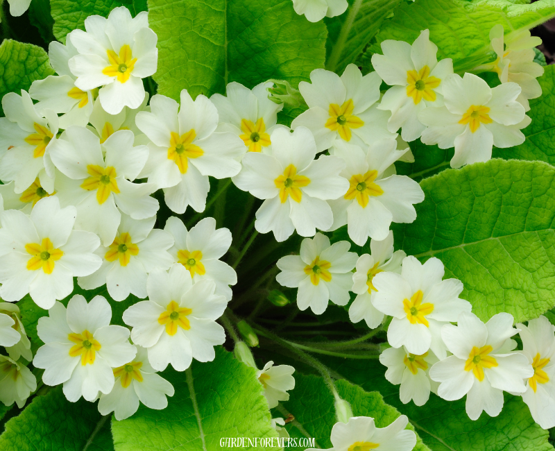 Primrose