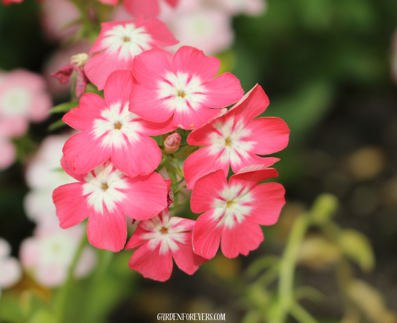 Phlox