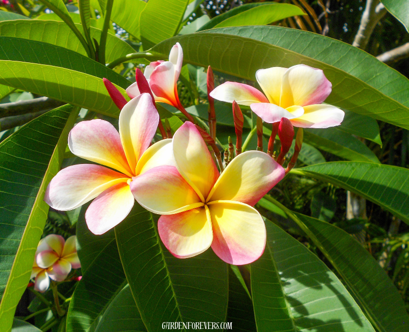 Plumeria