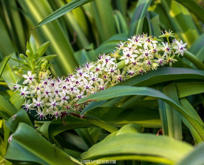 Pineapple Lily