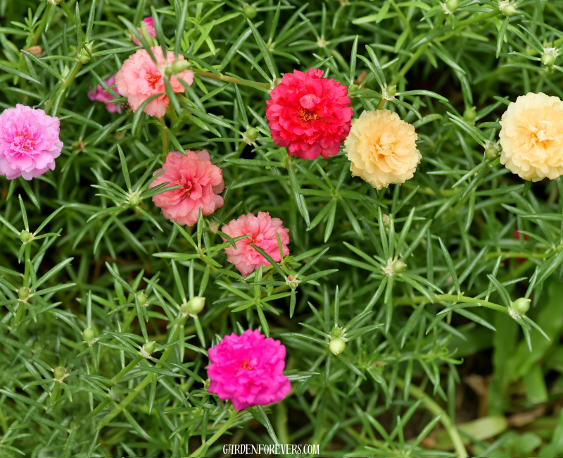 Moss Rose