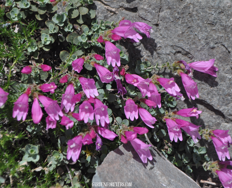 Penstemon