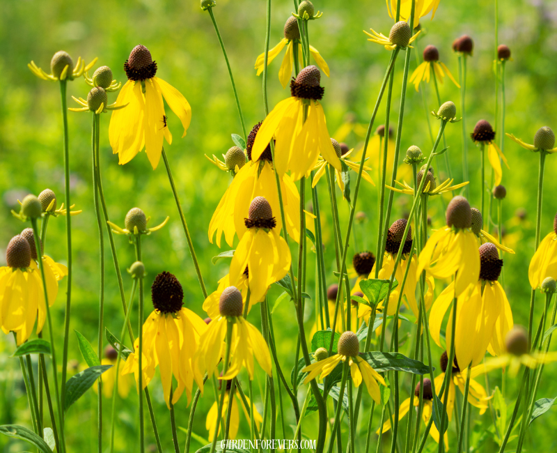 Prairie Coneflower