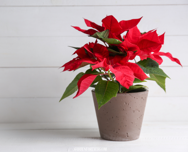 Poinsettia