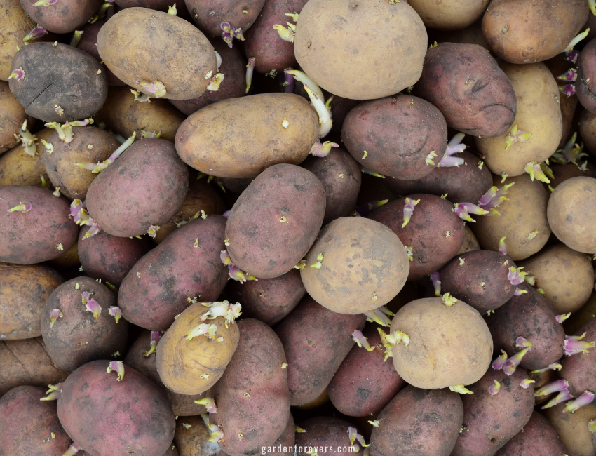 Planting Potatoes in the Fall. potato seeds