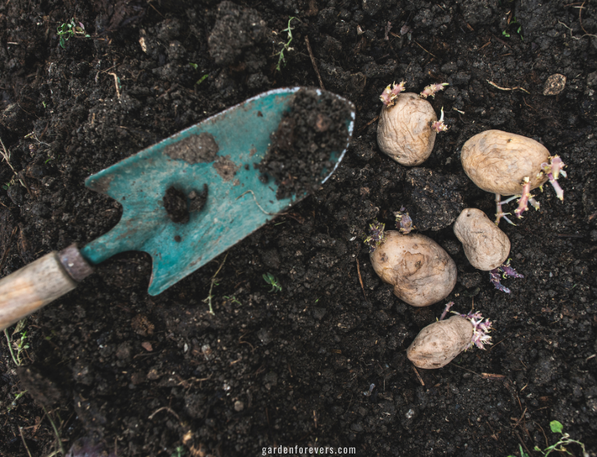 Planting Potatoes in the Fall. Soil preparation